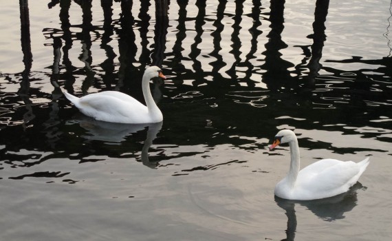 Swans in shadow