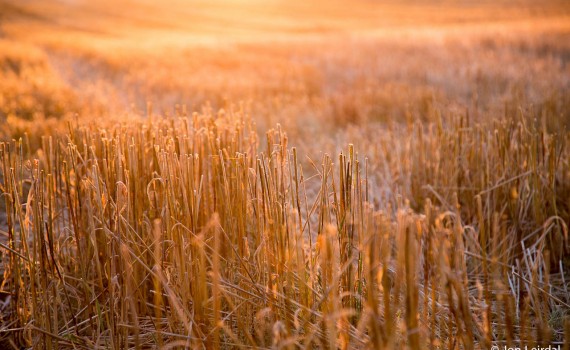Harvest glow
