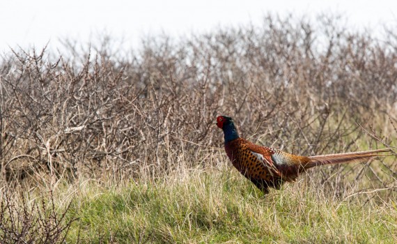My first photo of a wild pheasant