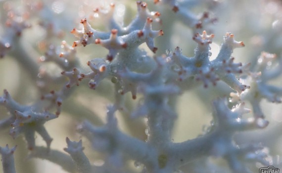 Lichen